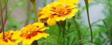Foto: Colourbox
