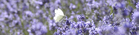 Lavendel. Foto: Per-Olof Stoltz