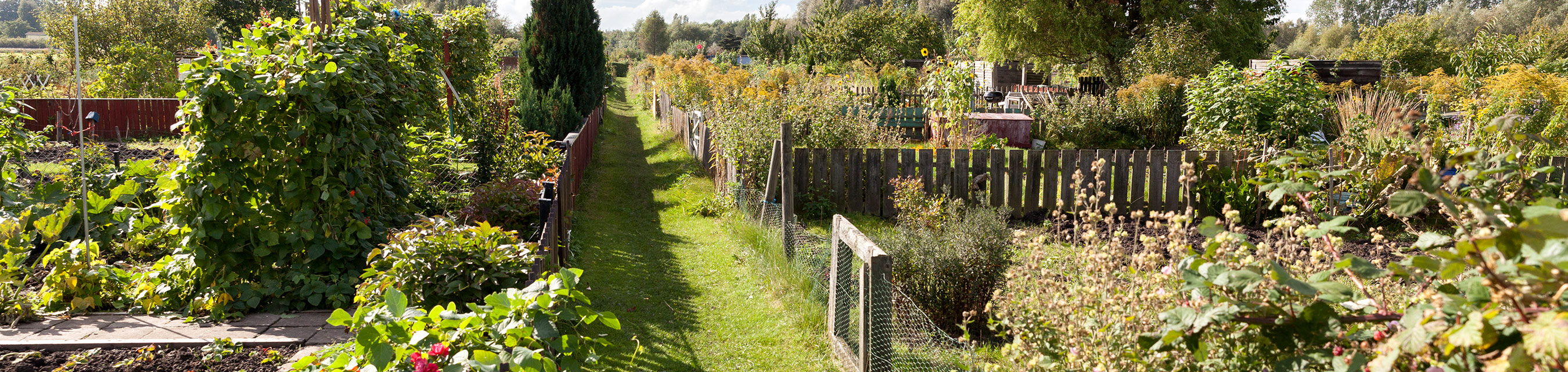 ett grönt odlingsområde.