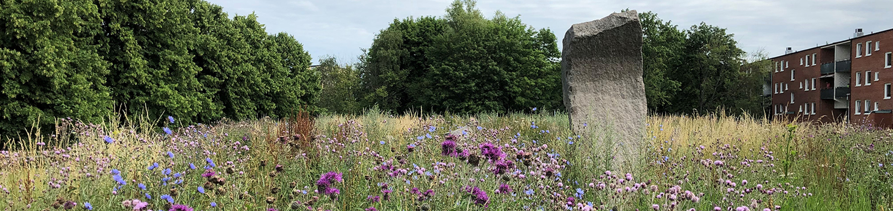 En blommande äng i Hermodsdalsparken i Malmö.