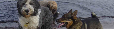 Hundbad. Foto: Irene Hansen