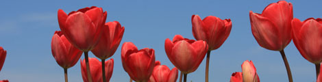 Tulpaner. Foto: Colourbox