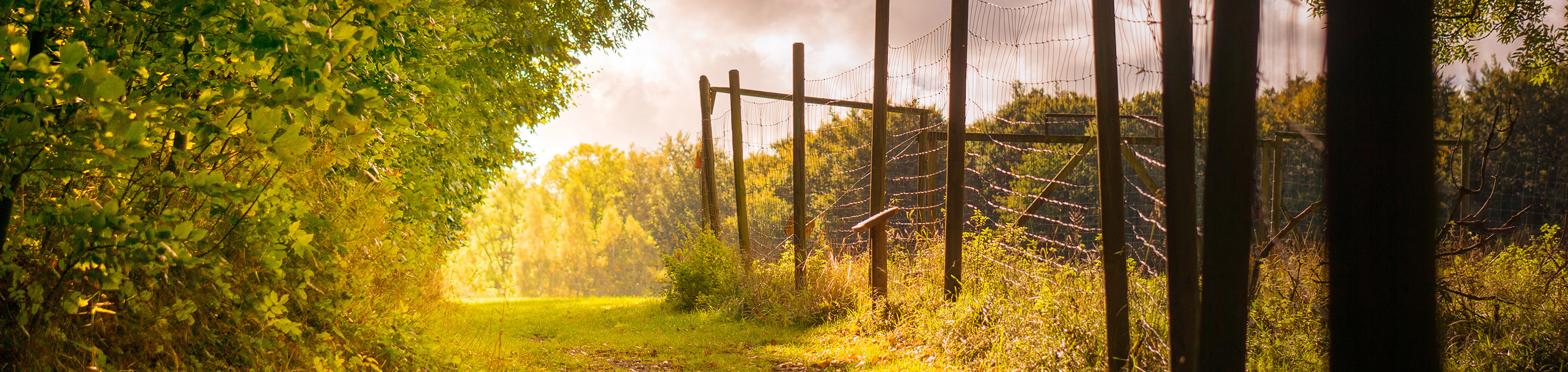 Bokskogen är en härlig naturupplevelse med rik växtlighet.