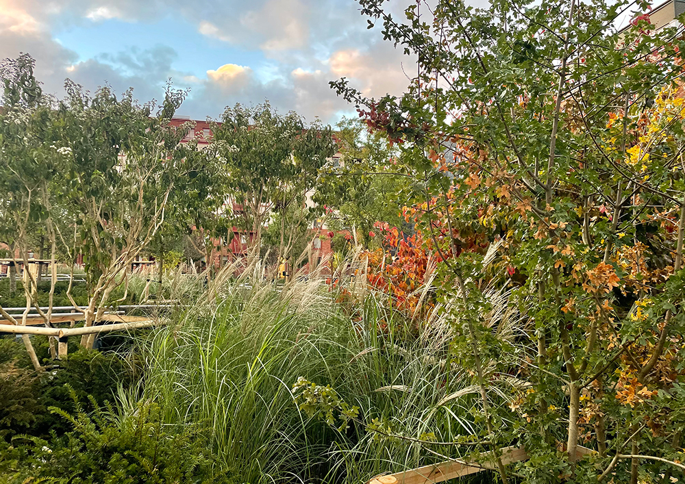 Rabatt med olika buskar och gräs